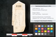 Foto (Objekt + Etikett) von Persoonia myrtillus Ettingshausen (NHMW-GEO-2024-0188-8139)